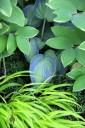 Hakone grass, Solomon's Seal, and Hosta leaves