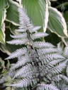 Japanese Painted Fern with Hosta leaves in background