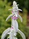 Lamb's Ear leaves and flowers