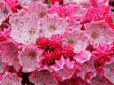 Mountain Laurel flowers and buds