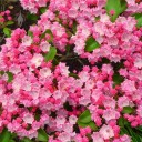 Mountain Laurel flowers and buds