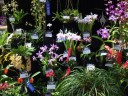 Exhibit at New Orleans Orchid Society Show 2012