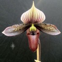 Paph flower