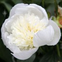 Peony flower