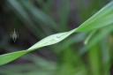 Water drops on a leaf