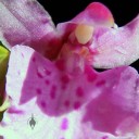 Rhynchostele flower close up