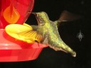 Female Hummingbird