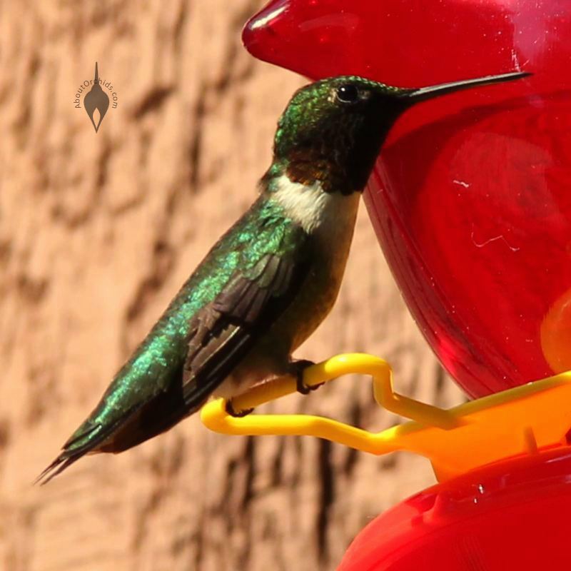 Hummingbird on a feeder in Pennsylvania Hummingbirds