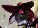 Fredclarkeara, the "black orchid"