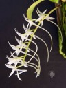 Mystacidium flowers side view, showing nectar spurs