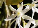 Mystacidium flower close up