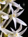Mystacidium flower close up