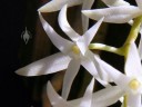 Mystacidium flower side view
