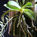 Mystacidium plant showing white spot patterns on roots