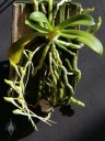 Mounted Mystacidium plant with developing buds