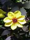 Dahlia with black leaves