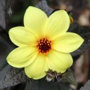 Dahlia with black leaves