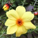 Dahlia flower and buds