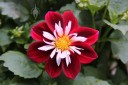 Dahlia flower and leaves