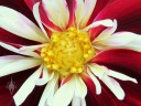 Dahlia flower close up