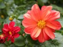 Dahlia flowers