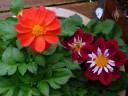 Dahlia flowers and leaves