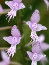 Larger flowers of a larger, related Stenoglottis species