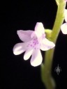 Mini Stenoglottis flower close up 