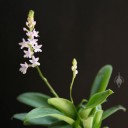 Mini Stenoglottis species showing leaves and flowers