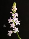 Stenoglottis flowers