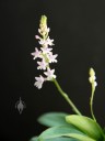 Stenoglottis flowers and leaves