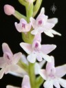 Stenoglottis flowers