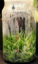 Cattleya seedlings grown in a flask