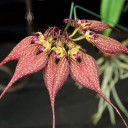 Cirrhopetalum flowers