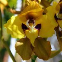 Cyrtochilum flower