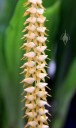 Long chain of Dendrochilum flowers