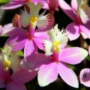 Epidendrum flowers