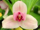 Lycaste flower