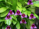 Masdevallia flowers and leaves