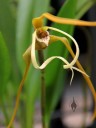 Maxillaria species