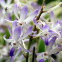 Neostylis flowers