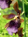 Odontoglossum species