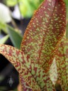 Colorful leaves of an Oncidium hybrid