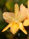 Sophrolaelia flower