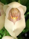 Tulip Orchid