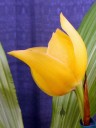 Tulip Orchid hybrid