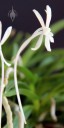 Samurai Orchid flower showing long nectar spur