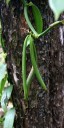 Green Vanilla beans on the vine on the Big Island of Hawaii