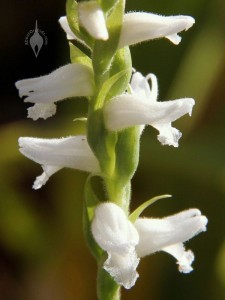 AboutOrchids » Blog Archive » Spiranthes