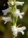 Spiranthes flowers arranged in a spiral pattern